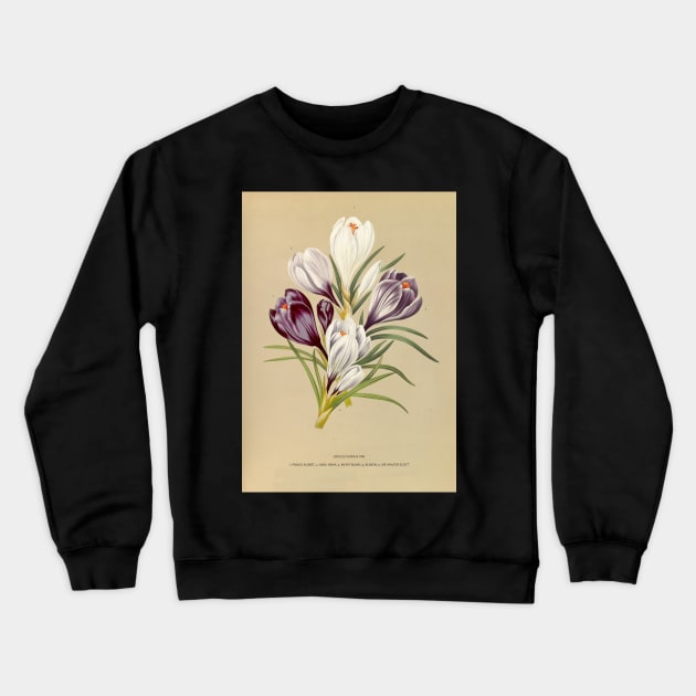 Crocus - botanical illustration Crewneck Sweatshirt by chimakingthings